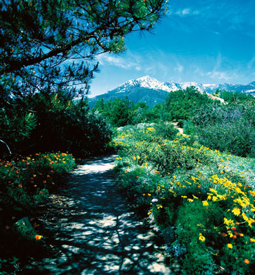 Learn about California’s native plants on the Santa Barbara Botanic Gardens’ five miles of trails.